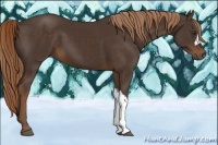 Horse Color:Liver Chestnut