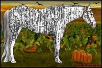 Horse Color:Black  and Black Appaloosa 