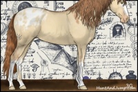 Horse Color:White Spotted Gold Champagne Dun Appaloosa 