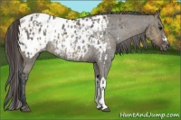 Horse Color:Brown Dun Blanket and Grullo Blanket Rabicano