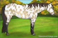 Horse Color:Buckskin Dun Appaloosa