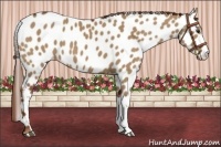 Horse Color:Red Dun Near Leopard 