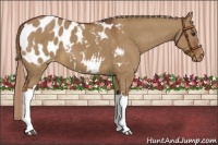 Horse Color:Red Dun Appaloosa 