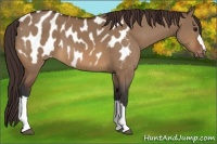 Horse Color:Bay Dun Appaloosa 