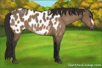 Horse Color:Bay Dun Appaloosa 