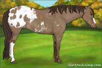 Horse Color:Liver Red Dun Appaloosa 