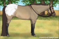Horse Color:Brown Dun Appaloosa 