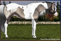 Horse Color:Blue Onyx Splash Tobiano Appaloosa 