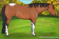 Horse Color:Bay Roan Tobiano 