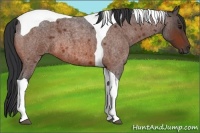 Horse Color:Bay Roan Tobiano 