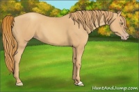Horse Color:Gold Champagne 