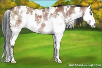 Horse Color:White Spotted Grullo Sabino Splash 