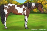 Horse Color:Bay Tobiano Appaloosa 