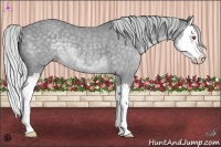 Horse Color:Silver Classic Champagne Chinchilla Splash 