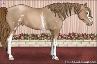 Horse Color:White Spotted Liver Chestnut Pearl Sabino 