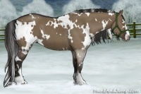 Horse Color:White Spotted Liver Red Dun Sabino 