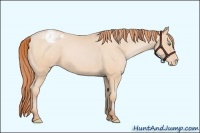 Horse Color:Buckskin Pearl Varnish 