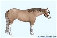 Horse Color:Black Pearl Sabino Splash 