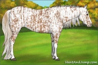 Horse Color:Chestnut  and Chestnut Appaloosa 
