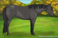 Horse Color:Black 