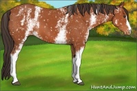 Horse Color:White Spotted Bay Appaloosa 