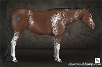 Horse Color:White Spotted Bay 
