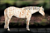Horse Color:Buckskin Roan Pearl  and Buckskin Roan Pearl Appaloosa 