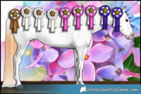 Horse Color:Buckskin Appaloosa