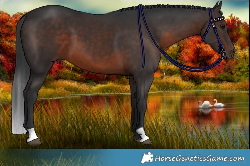 Horse Color:Brown 