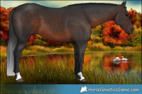 Horse Color:Brown 
