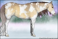 Horse Color:White Spotted Chocolate Buckskin Splash 