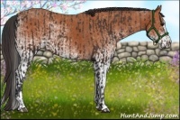 Horse Color:Brown and White Spotted Bay Splash