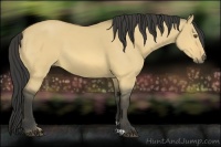 Horse Color:Buckskin Dun 
