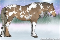Horse Color:White Spotted Liver Chestnut