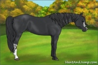Horse Color:Black and Black