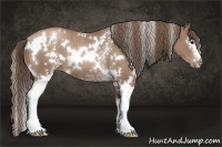 Horse Color:White Spotted Black Pearl Rabicano