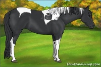 Horse Color:Black Tobiano 