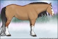 Horse Color:Bay Dun Sabino Splash