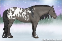 Horse Color:Grullo Sabino Appaloosa Rabicano