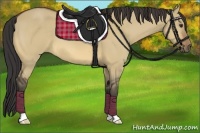 Horse Color:Buckskin Dun 