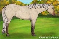 Horse Color:Silver Bay Roan Dun 