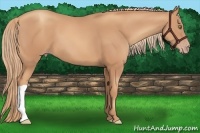 Horse Color:Gold Champagne