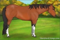 Horse Color:Unknown 