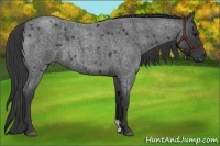Horse Color:Blue Roan 