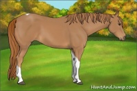 Horse Color:Chestnut Tobiano 