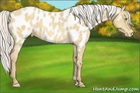 Horse Color:Silver Amber Cream Champagne Appaloosa 