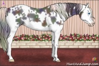 Horse Color:Nacre White Spotted Black Splash 