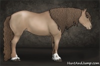 Horse Color:Black Pearl Sabino 