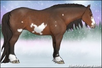 Horse Color:Liver Chestnut Frame 