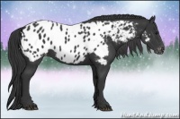 Horse Color:Black Appaloosa